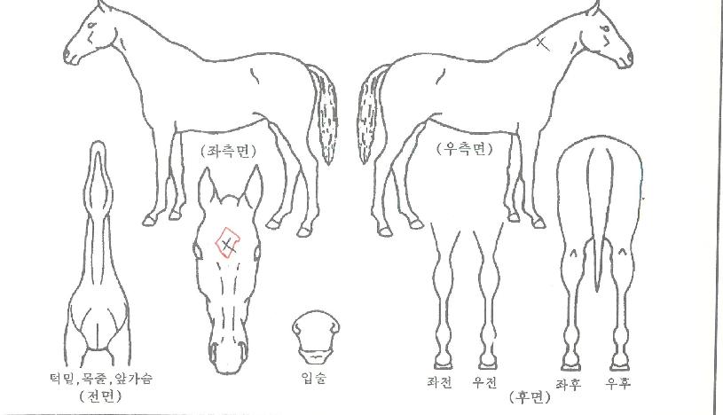 �������������� ����,���,�޸�,�λ�,�ٸ��� Ư¡����