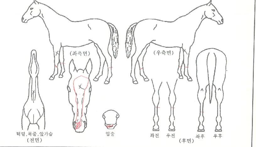 ��������� ����,���,�޸�,�λ�,�ٸ��� Ư¡����