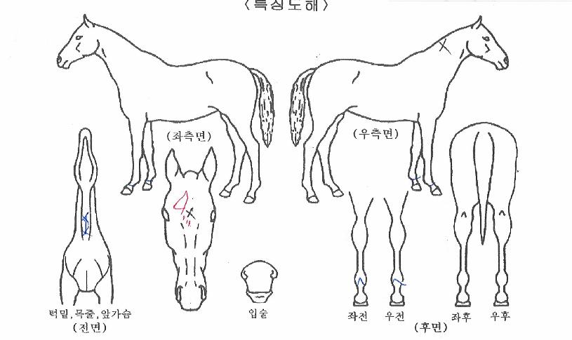 �ָӽ�Ʈ���� ����,���,�޸�,�λ�,�ٸ��� Ư¡����