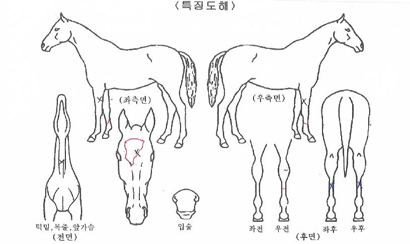 ����ŷ��Ʈ�� ����,���,�޸�,�λ�,�ٸ��� Ư¡����