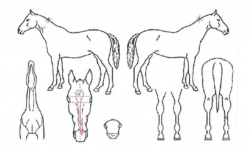 �۷ι�õ���� ����,���,�޸�,�λ�,�ٸ��� Ư¡����