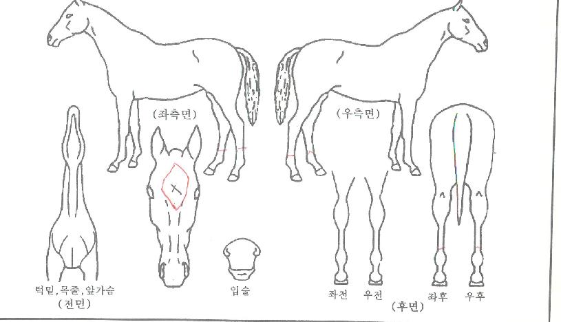 ¿ø´õÇ®º¥Ã³ÀÇ Ãø¸é,¿ì¸é,µÞ¸é,µÎ»ó,´Ù¸®ÀÇ Æ¯Â¡µµÇØ