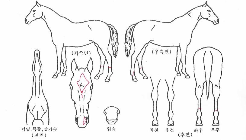±ÂÆÛÁöÀÇ Ãø¸é,¿ì¸é,µÞ¸é,µÎ»ó,´Ù¸®ÀÇ Æ¯Â¡µµÇØ