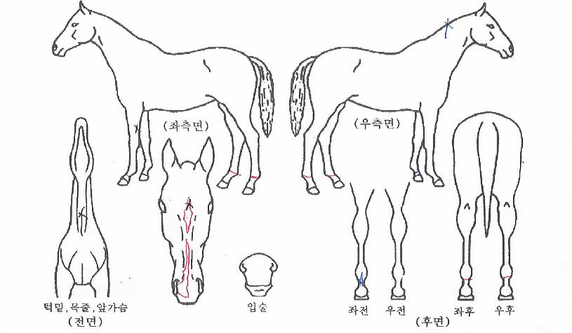 ºò¿¡³ÊÁöÀÇ Ãø¸é,¿ì¸é,µÞ¸é,µÎ»ó,´Ù¸®ÀÇ Æ¯Â¡µµÇØ