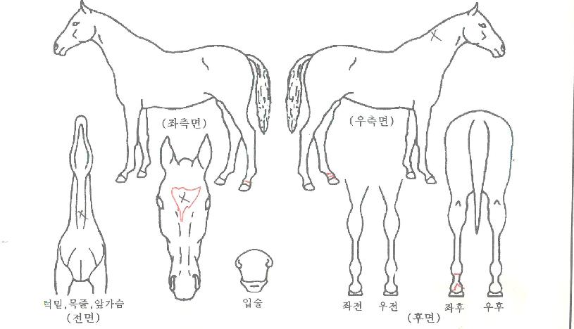 ½î¾Æ¶ó¹Ù¹ÙÀÇ Ãø¸é,¿ì¸é,µÞ¸é,µÎ»ó,´Ù¸®ÀÇ Æ¯Â¡µµÇØ