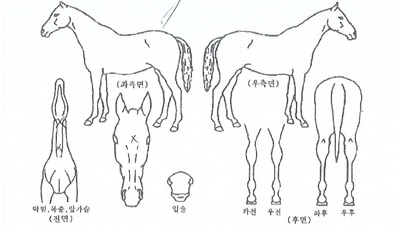 ����������� ����,���,�޸�,�λ�,�ٸ��� Ư¡����