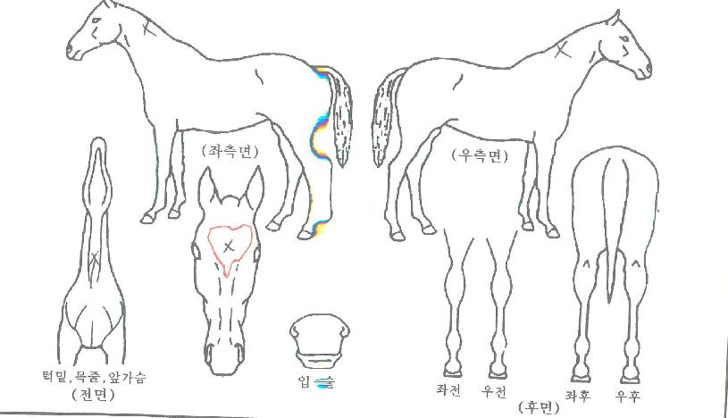 ��Ʈ����Ŀ�� ����,���,�޸�,�λ�,�ٸ��� Ư¡����