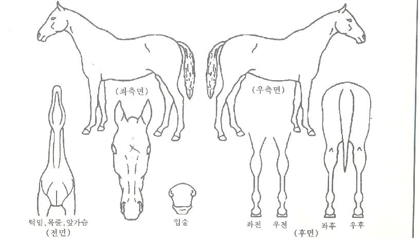 ����彺Ű���ڸ��� ����,���,�޸�,�λ�,�ٸ��� Ư¡����