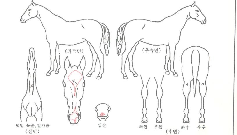 º£¿À¿ïÇÁÀÇ Ãø¸é,¿ì¸é,µÞ¸é,µÎ»ó,´Ù¸®ÀÇ Æ¯Â¡µµÇØ