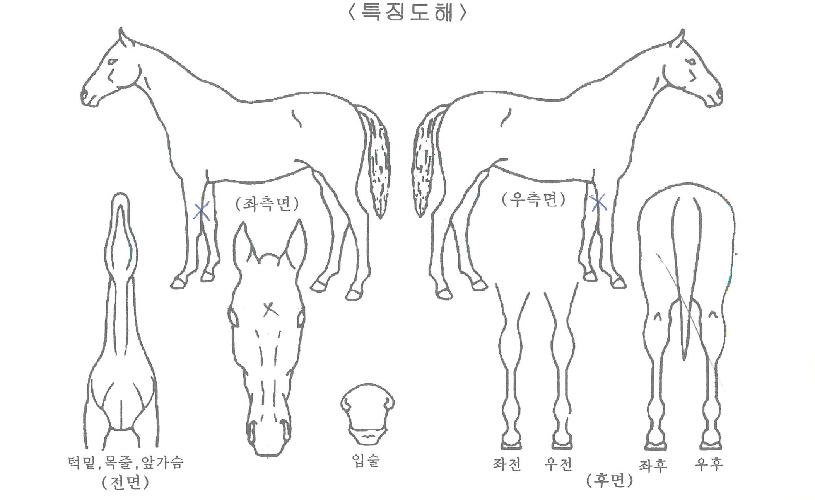 À§´×¸ÞÀÌÄ¿ÀÇ Ãø¸é,¿ì¸é,µÞ¸é,µÎ»ó,´Ù¸®ÀÇ Æ¯Â¡µµÇØ