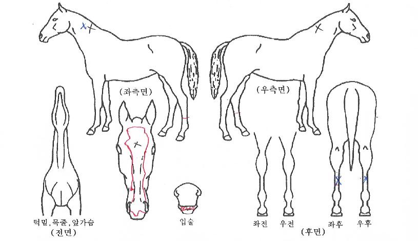 õ�⿩���� ����,���,�޸�,�λ�,�ٸ��� Ư¡����