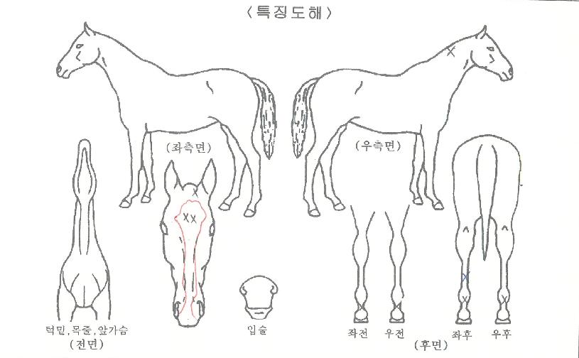 ȭ��Ʈ���� ����,���,�޸�,�λ�,�ٸ��� Ư¡����