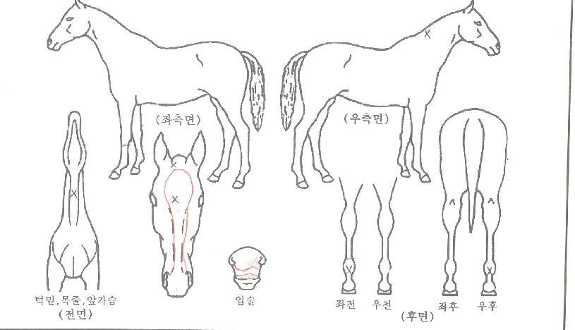 �۷θ�ŷ�� ����,���,�޸�,�λ�,�ٸ��� Ư¡����