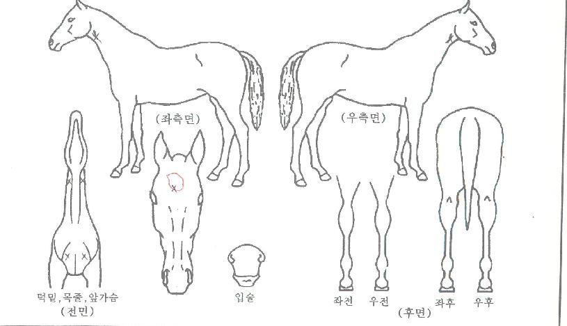 ��Ű���ڸ��� ����,���,�޸�,�λ�,�ٸ��� Ư¡����