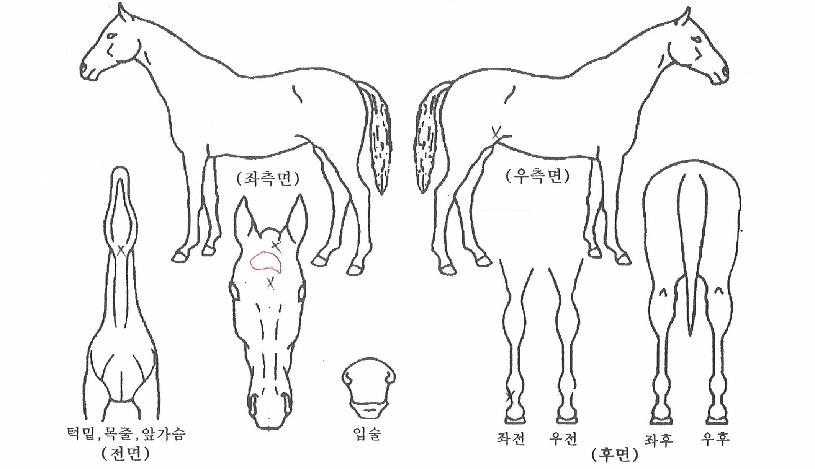 ±Û·Î¸®ÄÀÇ Ãø¸é,¿ì¸é,µÞ¸é,µÎ»ó,´Ù¸®ÀÇ Æ¯Â¡µµÇØ