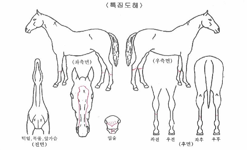 ±»¼¾´ë·ÎÀÇ Ãø¸é,¿ì¸é,µÞ¸é,µÎ»ó,´Ù¸®ÀÇ Æ¯Â¡µµÇØ