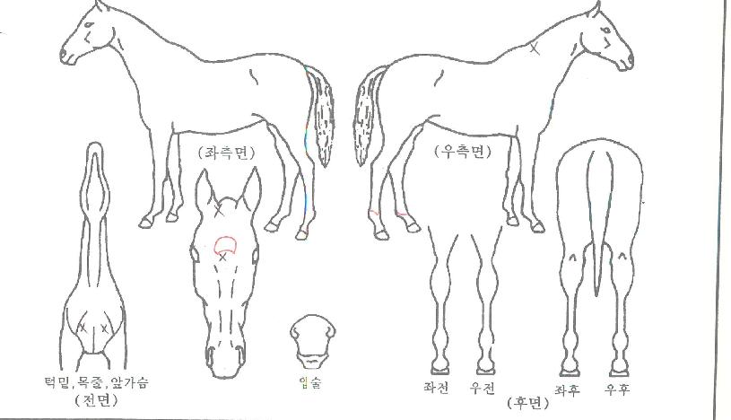 À§³Ê½º¸ÇÀÇ Ãø¸é,¿ì¸é,µÞ¸é,µÎ»ó,´Ù¸®ÀÇ Æ¯Â¡µµÇØ