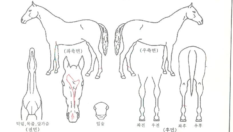 º£½ºÆ®ÇÔ¼ºÀÇ Ãø¸é,¿ì¸é,µÞ¸é,µÎ»ó,´Ù¸®ÀÇ Æ¯Â¡µµÇØ