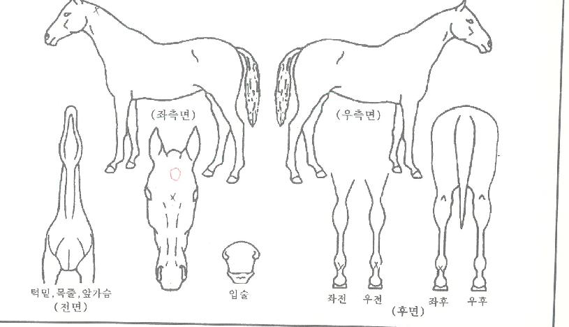 ·¡ÇÎÂ÷ÁöÀÚ¸¶ÀÇ Ãø¸é,¿ì¸é,µÞ¸é,µÎ»ó,´Ù¸®ÀÇ Æ¯Â¡µµÇØ