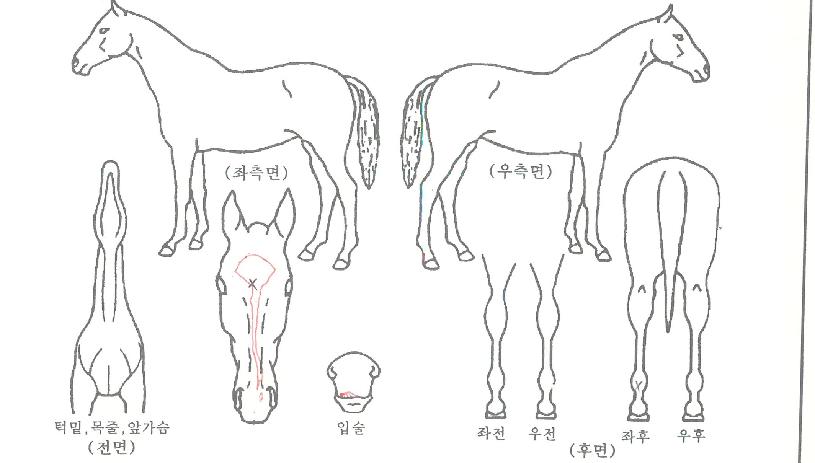 �����������ڸ��� ����,���,�޸�,�λ�,�ٸ��� Ư¡����