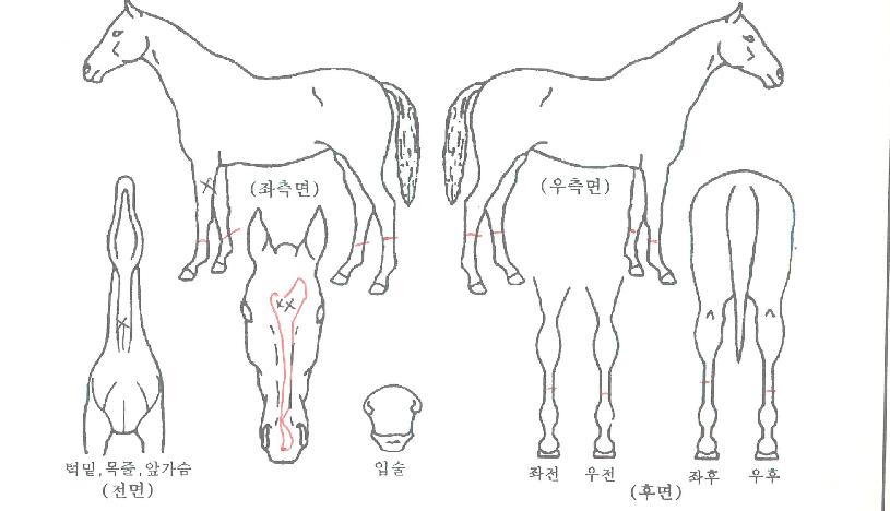 �Ҹ������� ����,���,�޸�,�λ�,�ٸ��� Ư¡����