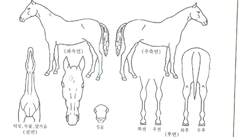 ���̸ս�ȭ�� ����,���,�޸�,�λ�,�ٸ��� Ư¡����