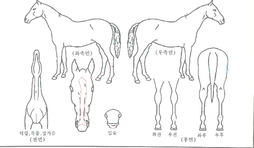 ¿ö³Êºñ½ºÅ¸ÀÇ Ãø¸é,¿ì¸é,µÞ¸é,µÎ»ó,´Ù¸®ÀÇ Æ¯Â¡µµÇØ