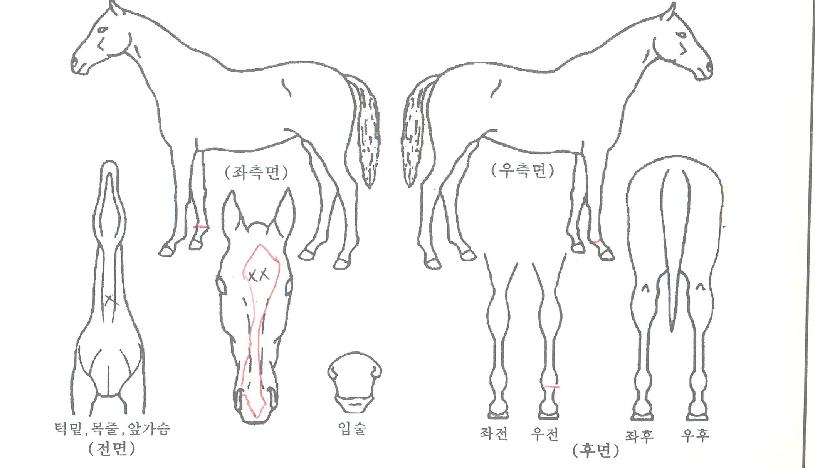 �÷����̺��� ����,���,�޸�,�λ�,�ٸ��� Ư¡����