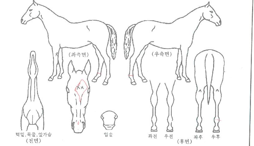 è�Ǿ�ô��� ����,���,�޸�,�λ�,�ٸ��� Ư¡����