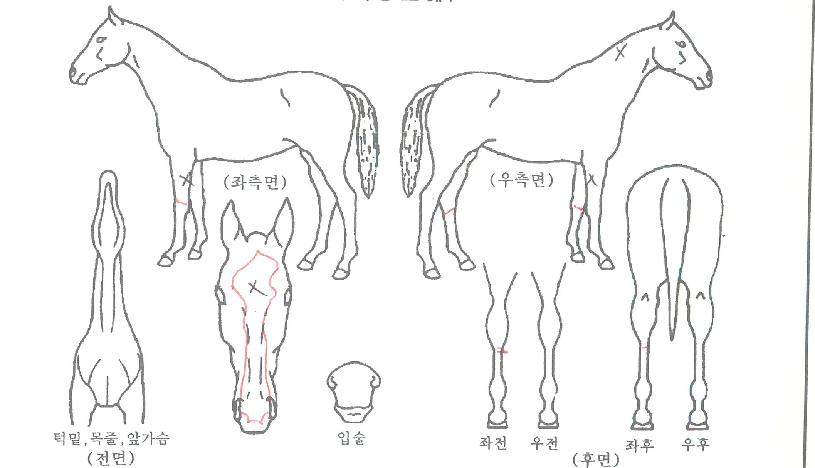 Ç»¾îÅ·ÀÇ Ãø¸é,¿ì¸é,µÞ¸é,µÎ»ó,´Ù¸®ÀÇ Æ¯Â¡µµÇØ