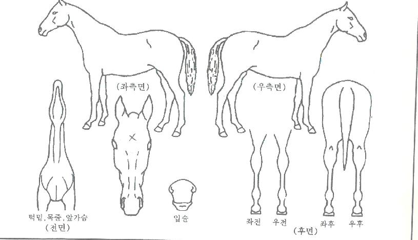 �Ծȿ��׻��� ����,���,�޸�,�λ�,�ٸ��� Ư¡����