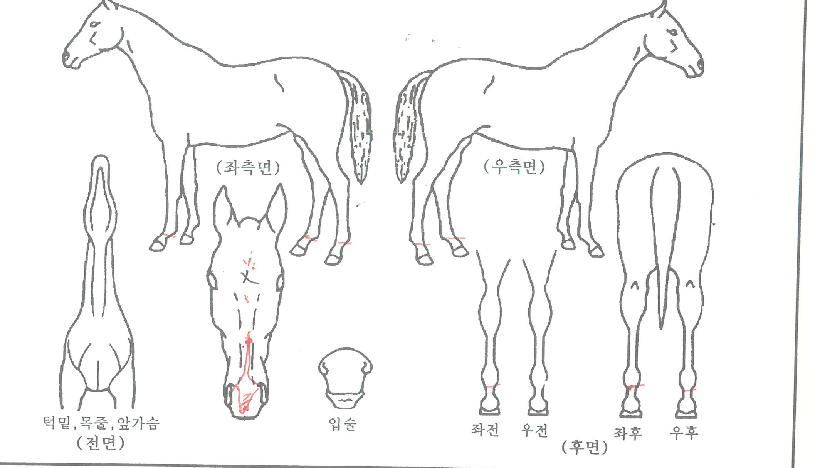 �����¡ǲ�� ����,���,�޸�,�λ�,�ٸ��� Ư¡����