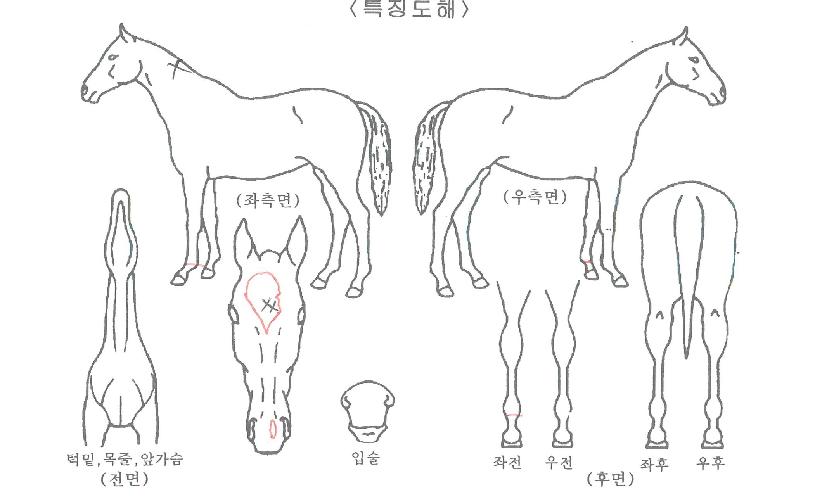 ���ø�Ʈ��Ÿ�� ����,���,�޸�,�λ�,�ٸ��� Ư¡����