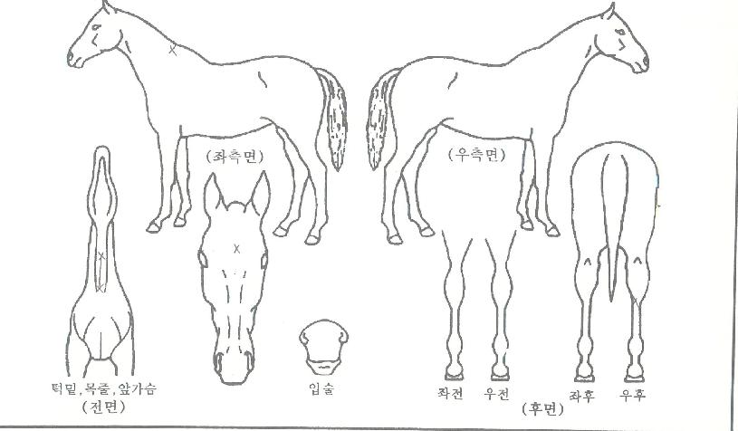 �׷���Ʈ���� ����,���,�޸�,�λ�,�ٸ��� Ư¡����