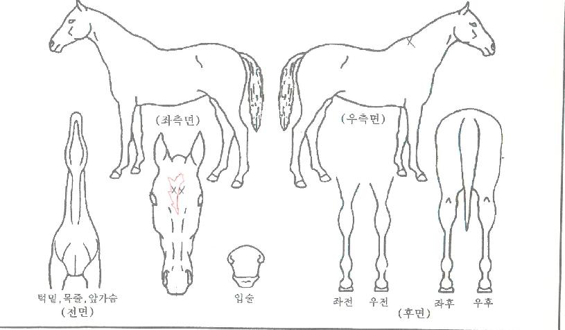 Á¤¹®Â¯ÀÇ Ãø¸é,¿ì¸é,µÞ¸é,µÎ»ó,´Ù¸®ÀÇ Æ¯Â¡µµÇØ