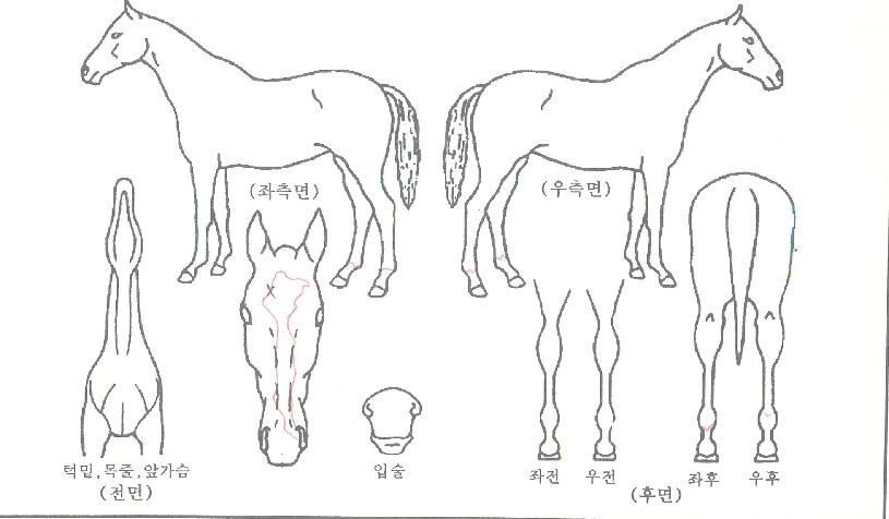 ÇØÇÇÀ§Ä¡ÀÇ Ãø¸é,¿ì¸é,µÞ¸é,µÎ»ó,´Ù¸®ÀÇ Æ¯Â¡µµÇØ