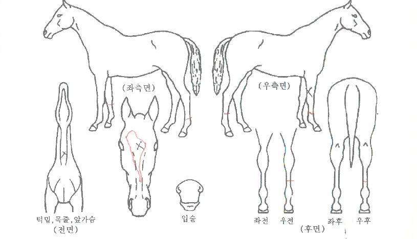 ·¹Àκ¸¿ì¼±ÀÚ¸¶ÀÇ Ãø¸é,¿ì¸é,µÞ¸é,µÎ»ó,´Ù¸®ÀÇ Æ¯Â¡µµÇØ