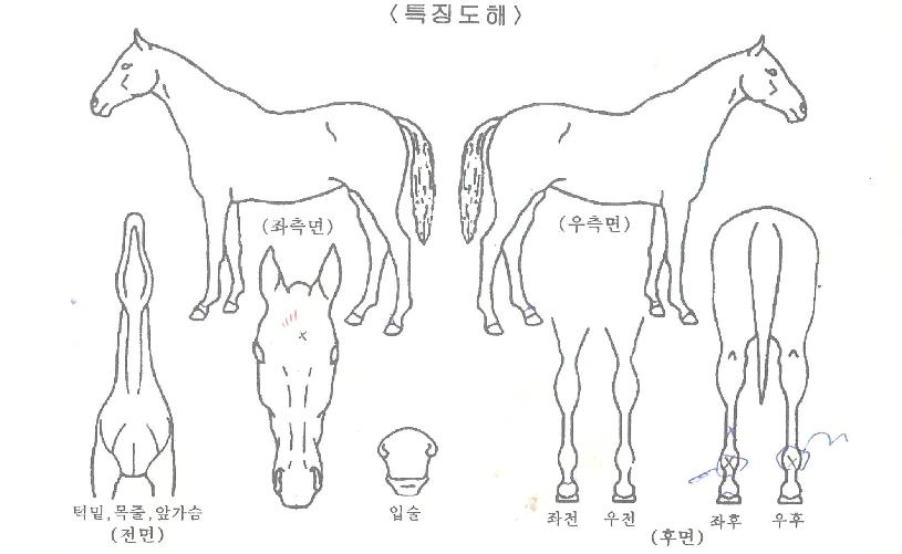 �ݾƽ�����Ʈ�� ����,���,�޸�,�λ�,�ٸ��� Ư¡����