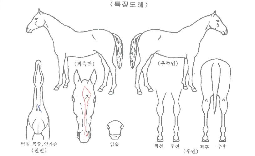 ¹ú¸»´ëÀåÀÇ Ãø¸é,¿ì¸é,µÞ¸é,µÎ»ó,´Ù¸®ÀÇ Æ¯Â¡µµÇØ