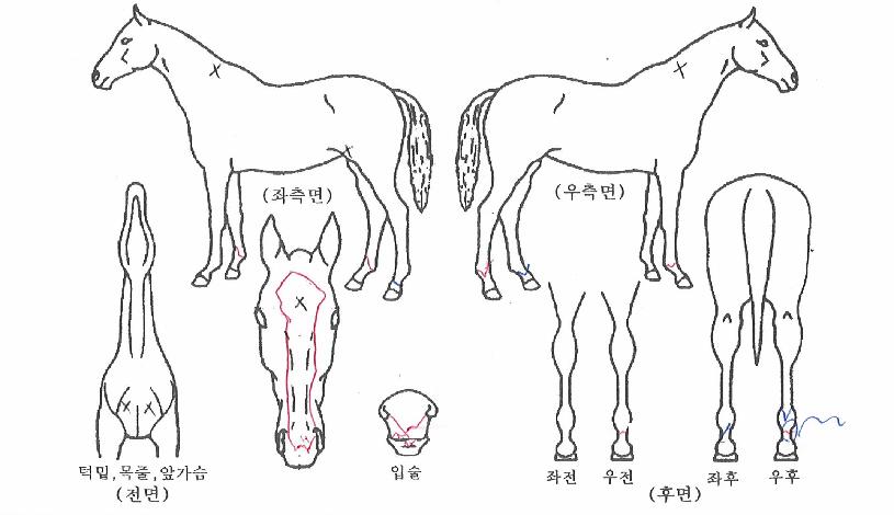 ·Î½ºÆ®¿öÀÇ Ãø¸é,¿ì¸é,µÞ¸é,µÎ»ó,´Ù¸®ÀÇ Æ¯Â¡µµÇØ