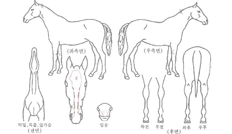 ���������� ����,���,�޸�,�λ�,�ٸ��� Ư¡����