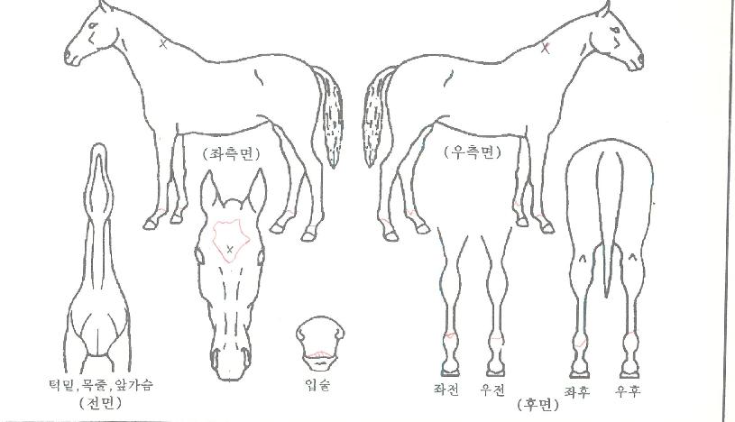 »ó·Ï½Ã´ëÀÇ Ãø¸é,¿ì¸é,µÞ¸é,µÎ»ó,´Ù¸®ÀÇ Æ¯Â¡µµÇØ