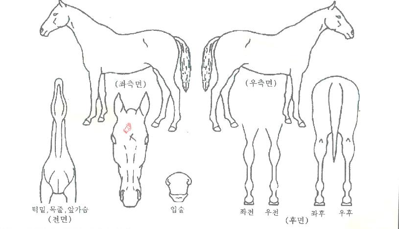 ûȣ¸®´õÀÇ Ãø¸é,¿ì¸é,µÞ¸é,µÎ»ó,´Ù¸®ÀÇ Æ¯Â¡µµÇØ