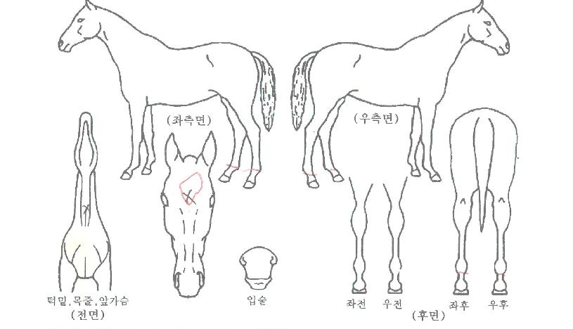 ÀÚ¸ÞÀÌÄ«ÆÄ¿öÀÇ Ãø¸é,¿ì¸é,µÞ¸é,µÎ»ó,´Ù¸®ÀÇ Æ¯Â¡µµÇØ