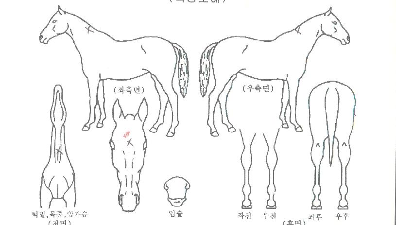 ¾Ö´Ï¶óÀÎÀÇ Ãø¸é,¿ì¸é,µÞ¸é,µÎ»ó,´Ù¸®ÀÇ Æ¯Â¡µµÇØ