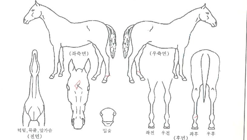 ����ī���� ����,���,�޸�,�λ�,�ٸ��� Ư¡����