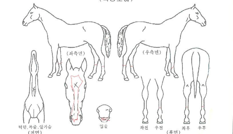 ����� ����,���,�޸�,�λ�,�ٸ��� Ư¡����