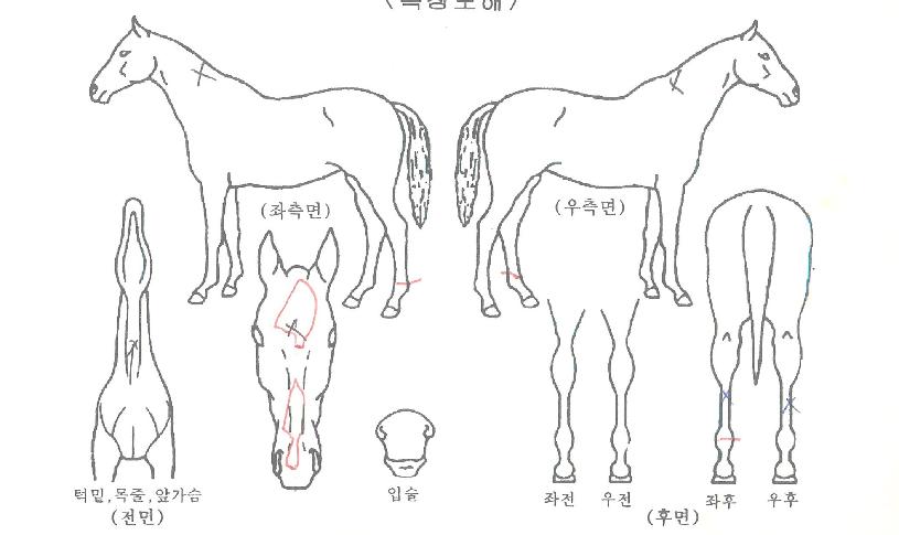 À§´×Åõ°Ô´õÀÇ Ãø¸é,¿ì¸é,µÞ¸é,µÎ»ó,´Ù¸®ÀÇ Æ¯Â¡µµÇØ