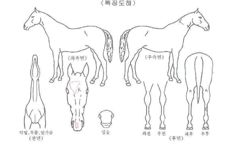 °¼ÇÁ¸°¼¼½ºÀÇ Ãø¸é,¿ì¸é,µÞ¸é,µÎ»ó,´Ù¸®ÀÇ Æ¯Â¡µµÇØ