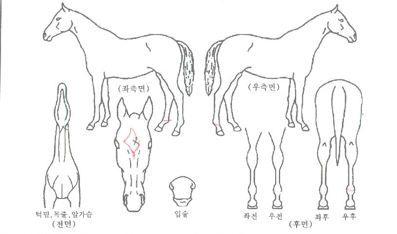 ·¹Àü´õ¸®ÀÇ Ãø¸é,¿ì¸é,µÞ¸é,µÎ»ó,´Ù¸®ÀÇ Æ¯Â¡µµÇØ